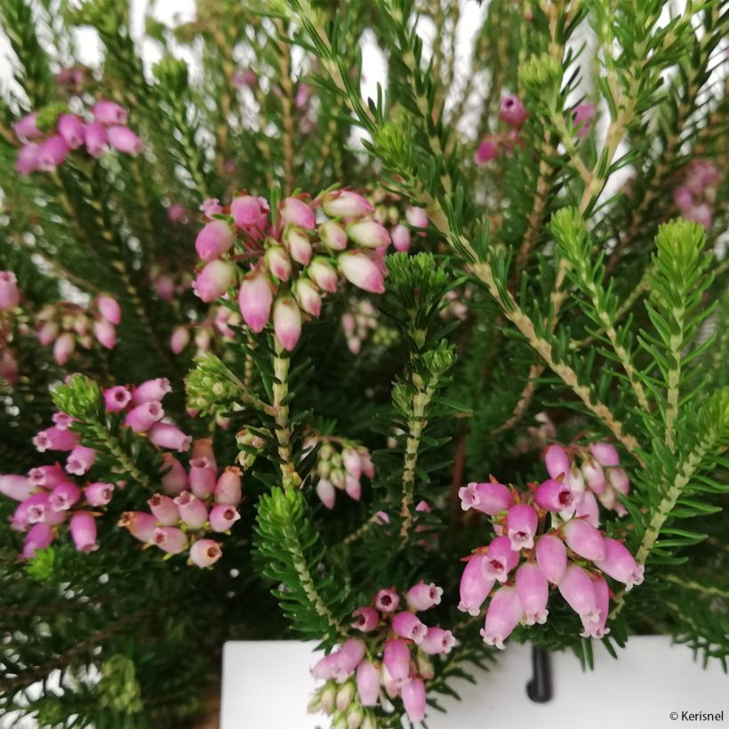 Dichte Glocken-Heide - Erica terminalis (Blüte)