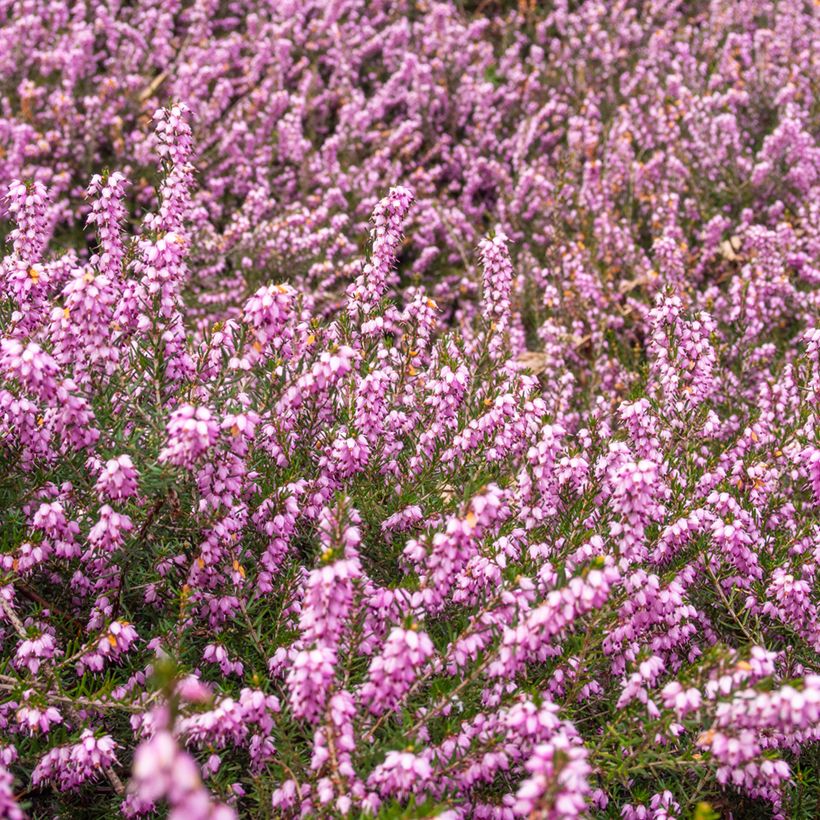 Dichte Glocken-Heide - Erica terminalis (Hafen)
