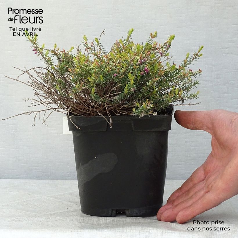 Exemplar von Winterblühende Heide Eva Gold - Erica darleyensis Topf mit 1L/1,5L wie im Frühjahr geliefert