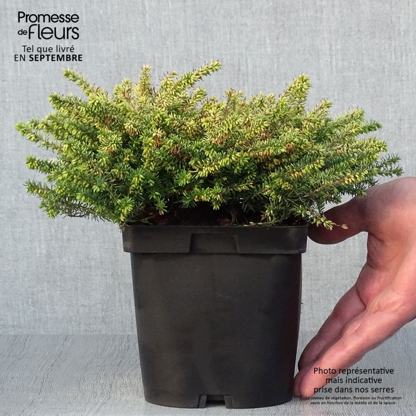 Exemplar von Winterblühende Heide Eva Gold - Erica darleyensis Topf mit 1L/1,5L wie im Herbst geliefert