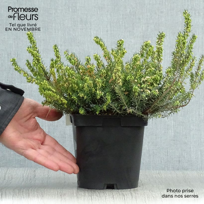 Exemplar von Winterblühende Heide Spring Surprise - Erica darleyensis Topf mit 2L/3L wie im Herbst geliefert