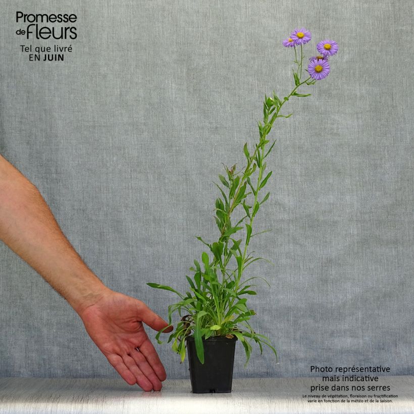 Exemplar von Prächtiges Berufkraut Azure Beauty - Erigeron speciosus Kleine Töpfe von 8/9 cm wie im Sommer geliefert