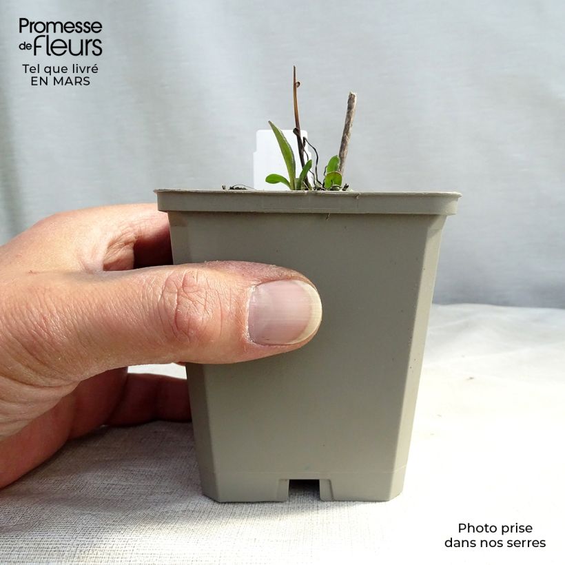 Exemplar von Prächtiges Berufkraut Azure Beauty - Erigeron speciosus Kleine Töpfe von 8/9 cm wie im Frühjahr geliefert