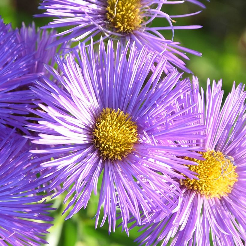 Berufkraut Dignity - Erigeron (Blüte)