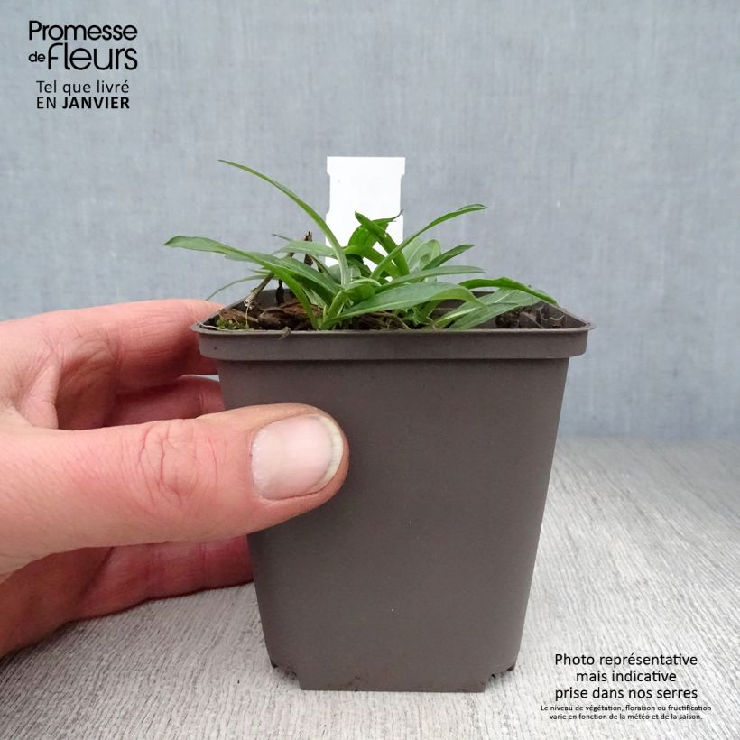 Exemplar von Berufkraut Dunkelste Aller - Erigeron Kleine Töpfe von 8/9 cm wie im Winter geliefert