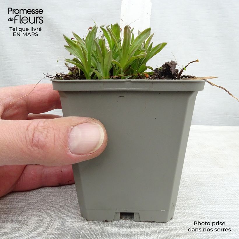 Exemplar von Berufkraut Foersters Liebling - Erigeron Kleine Töpfe von 8/9 cm wie im Winter geliefert