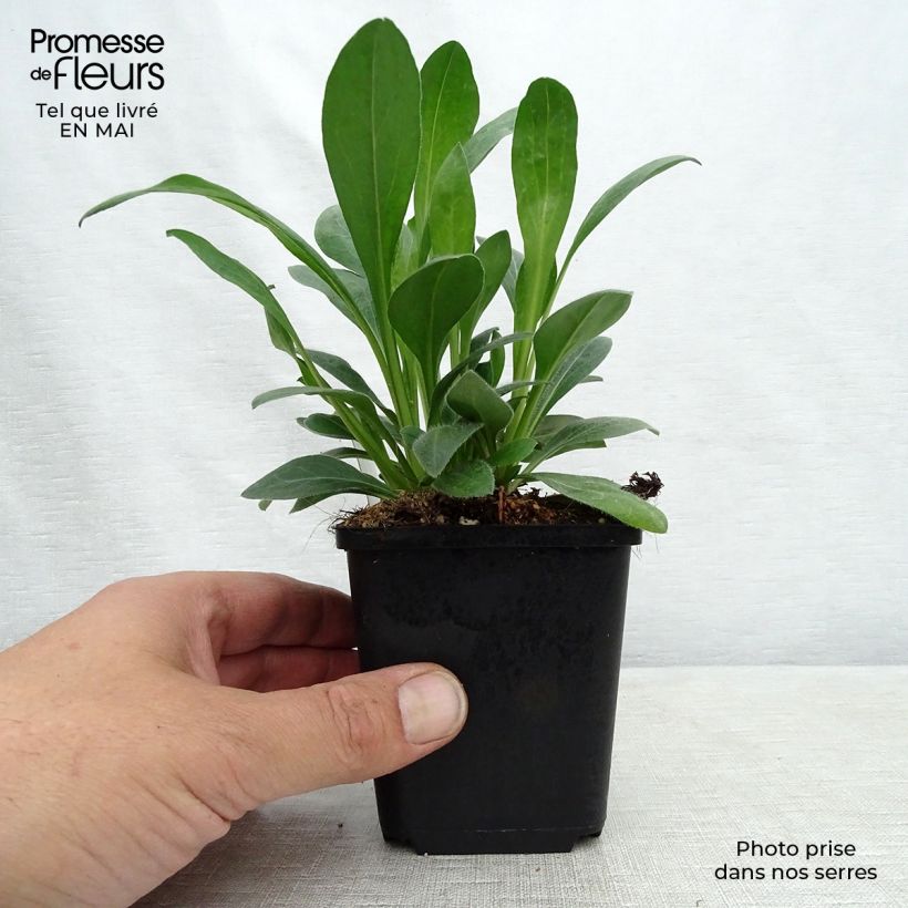 Exemplar von Prächtiges Berufkraut Rosa Jewel - Erigeron speciosus Kleine Töpfe von 8/9 cm wie im Frühjahr geliefert