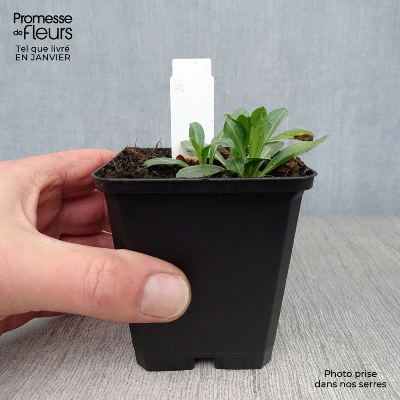 Exemplar von Prächtiges Berufkraut Rosa Jewel - Erigeron speciosus Kleine Töpfe von 8/9 cm wie im Winter geliefert