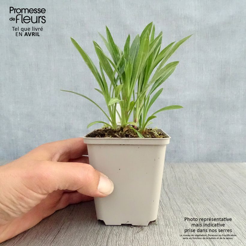 Exemplar von Berufkraut Schwarzes Meer - Erigeron Kleine Töpfe von 8/9 cm wie im Frühjahr geliefert