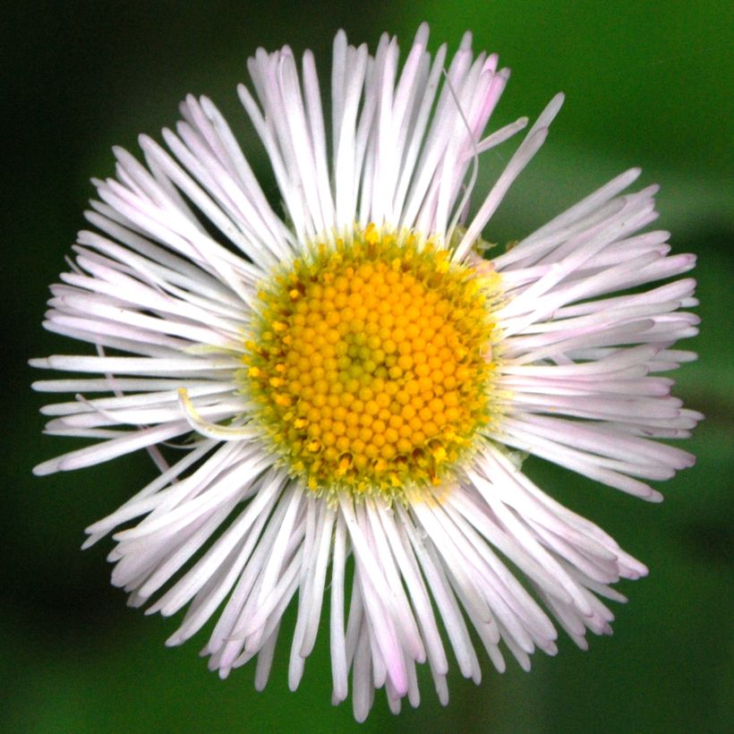 Berufkraut - Erigeron annus (Blüte)