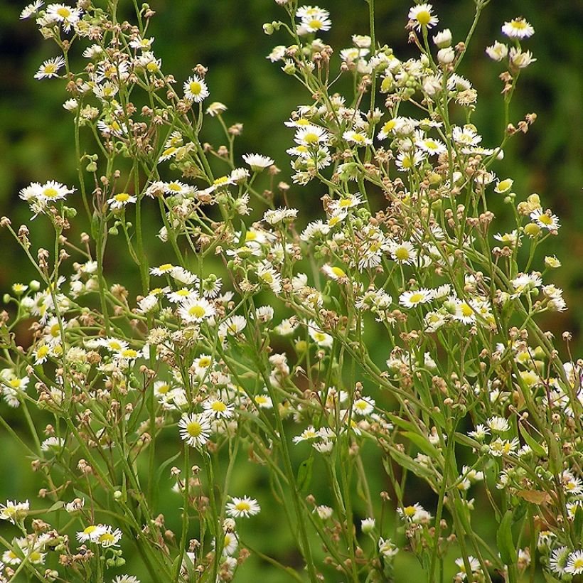 Berufkraut - Erigeron annus (Hafen)