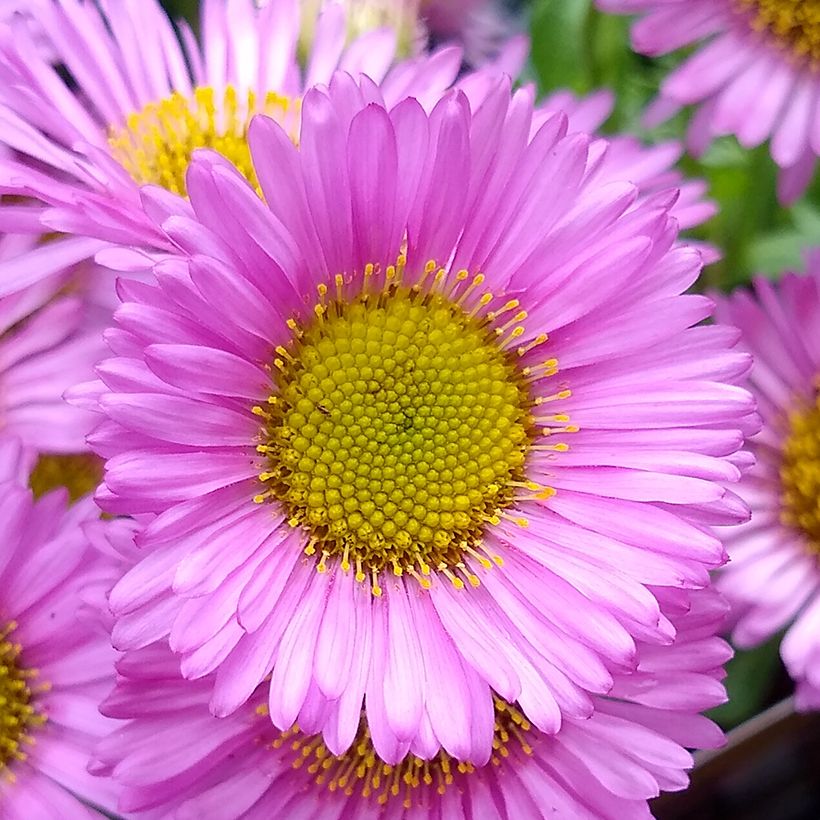 Strand-Berufkraut Sea Breeze - Erigeron glaucus (Blüte)