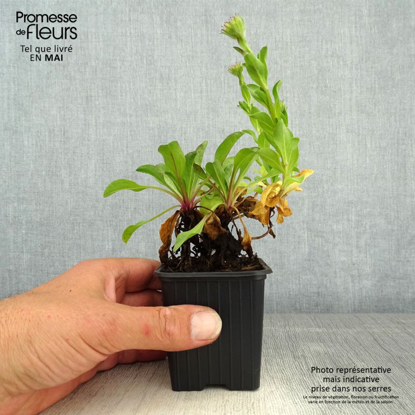 Exemplar von Strand-Berufkraut - Erigeron glaucus Kleine Töpfe von 8/9 cm wie im Frühjahr geliefert