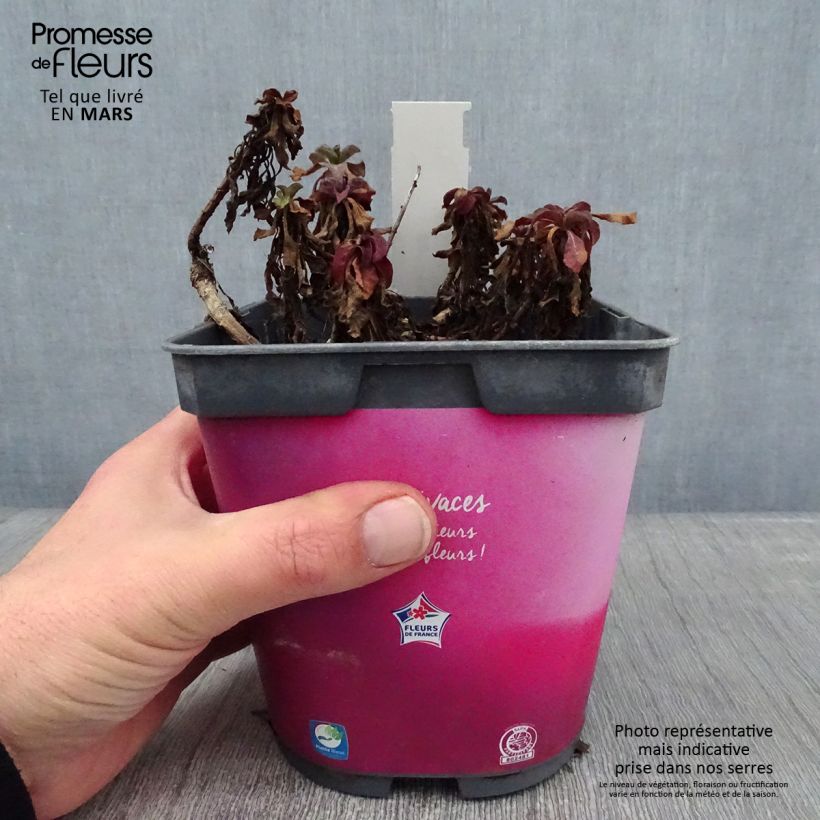 Exemplar von Berufkraut - Erigeron leiomerus Topf mit 2L/3L wie im Winter geliefert