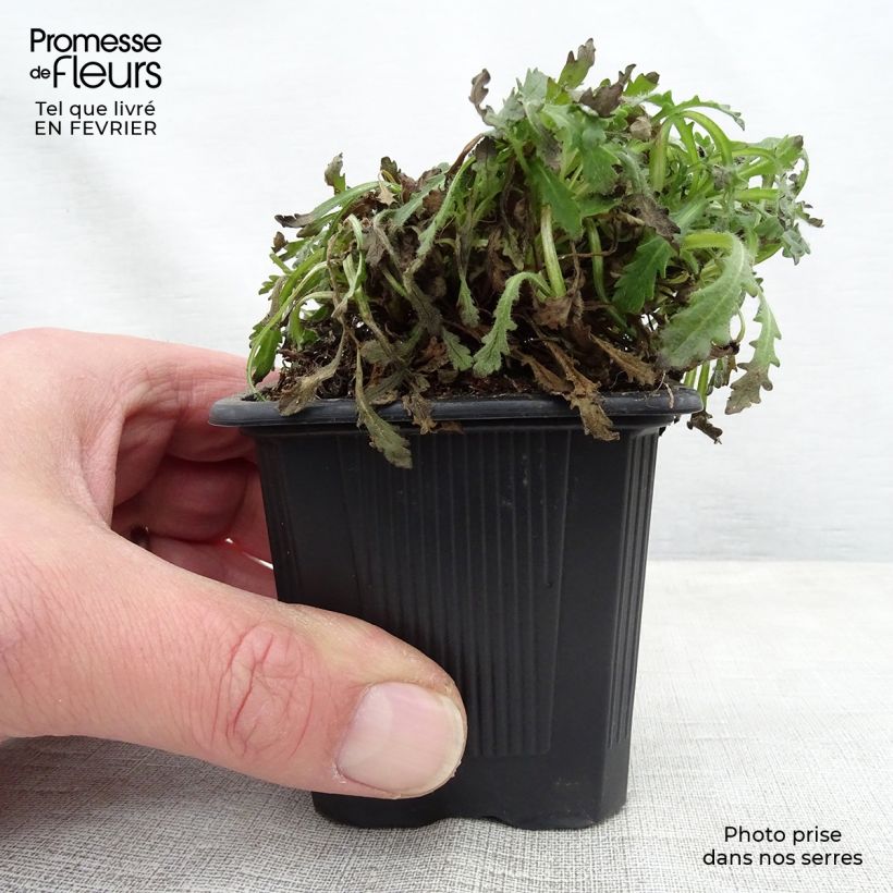 Exemplar von Erinus alpinus - Leberbalsam Kleine Töpfe von 8/9 cm wie im Winter geliefert