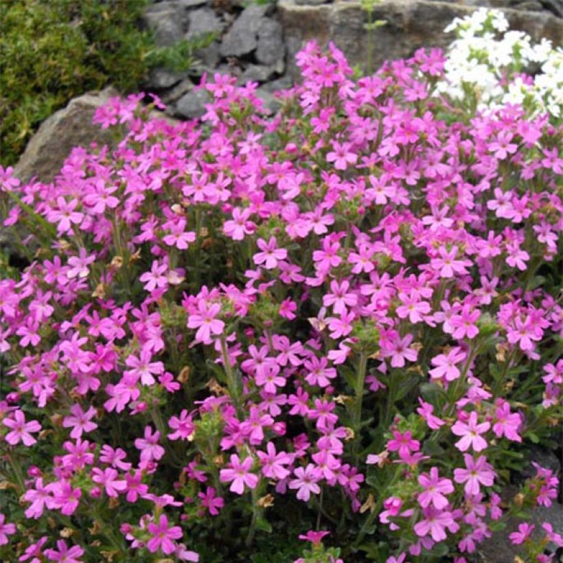 Erinus alpinus Hähnle - Leberbalsam (Blüte)