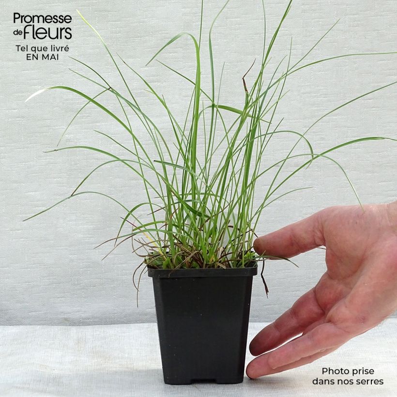 Exemplar von Eriophoron angustifolium - Schmalblättriges Wollgras Kleine Töpfe von 8/9 cm wie im Frühjahr geliefert