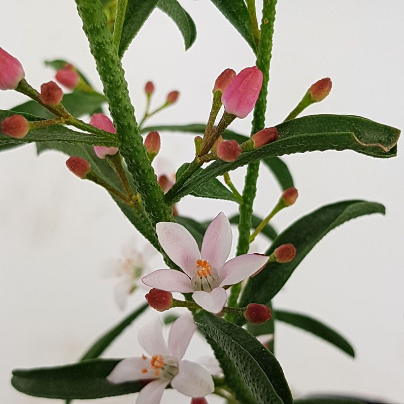 Eriostemon myoporoides Flower Girl Pink - Langblättrige Wachsblume (Blüte)
