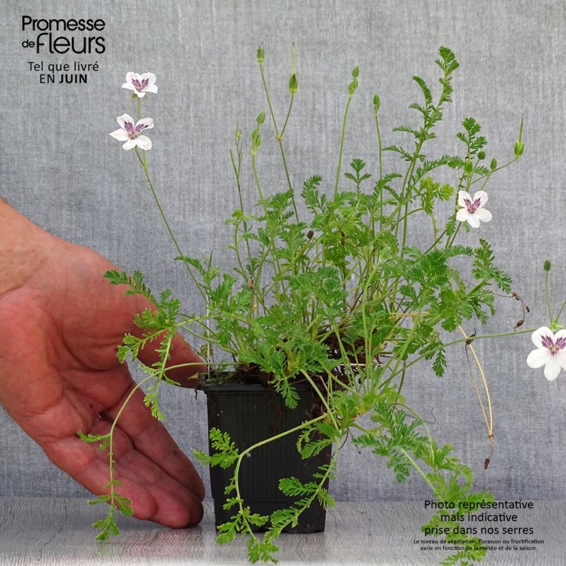 Exemplar von Erodium Stephanie - Reiherschnabel Kleine Töpfe von 8/9 cm wie im Sommer geliefert