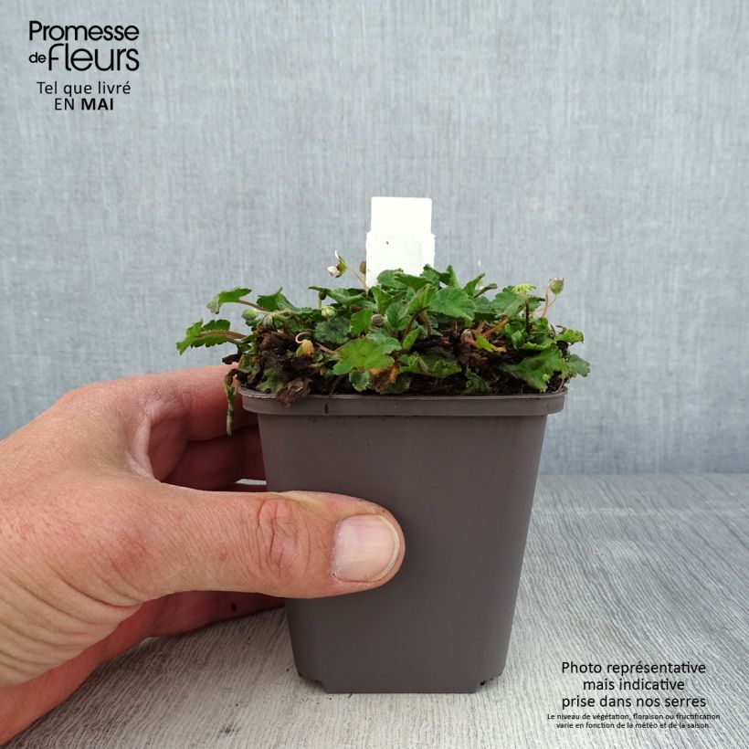 Exemplar von Erodium variabile Album - Reiherschnabel Kleine Töpfe von 8/9 cm wie im Frühjahr geliefert