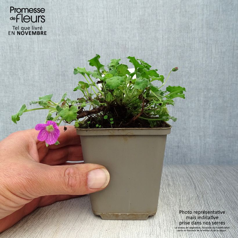 Exemplar von Erodium Bishop's Form - Reiherschnabel Kleine Töpfe von 8/9 cm wie im Herbst geliefert