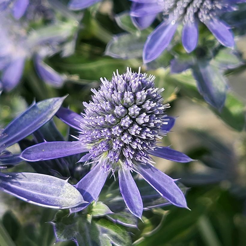 Eryngium Grumpy - Mannstreu (Blüte)