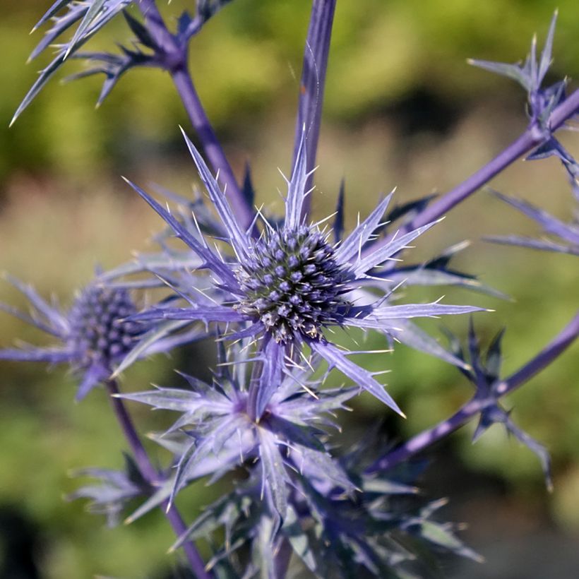 Eryngium maritimum Lapis Blue - Strand-Mannstreu (Blüte)