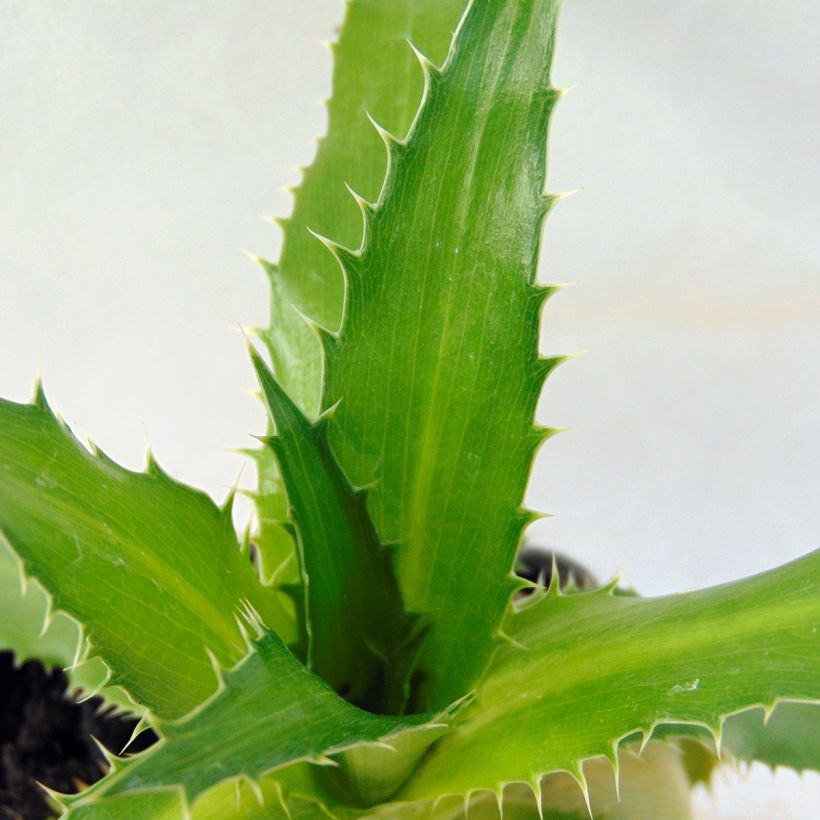 Eryngium agavifolium - Agavenblättrige Mannstreu (Laub)