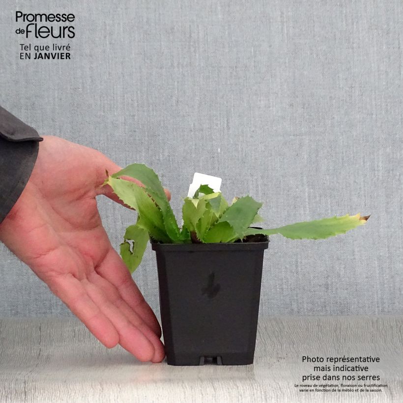 Exemplar von Eryngium agavifolium - Agavenblättrige Mannstreu Kleine Töpfe von 8/9 cm wie im Winter geliefert