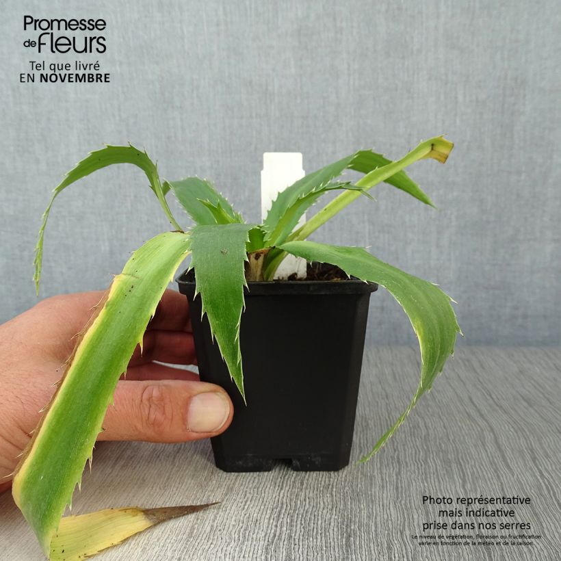 Exemplar von Eryngium agavifolium - Agavenblättrige Mannstreu Kleine Töpfe von 8/9 cm wie im Herbst geliefert