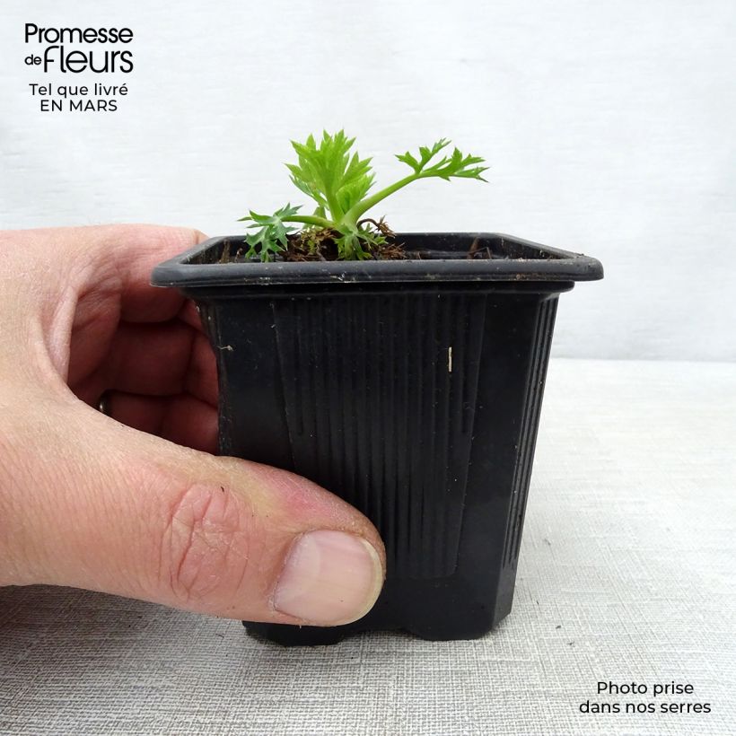 Exemplar von Eryngium bourgatii - Pyrenäen-Mannstreu Kleine Töpfe von 8/9 cm wie im Frühjahr geliefert