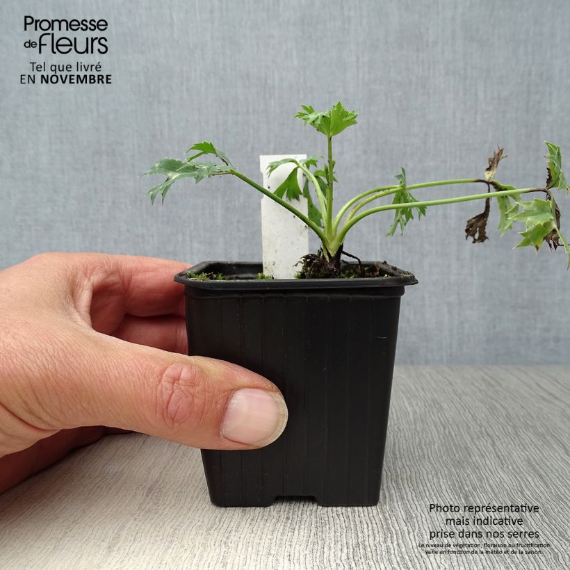 Exemplar von Eryngium bourgatii - Pyrenäen-Mannstreu Kleine Töpfe von 8/9 cm wie im Herbst geliefert
