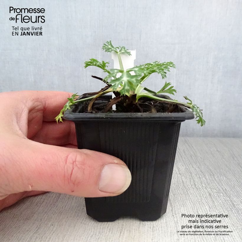 Exemplar von Eryngium bourgatii - Pyrenäen-Mannstreu Kleine Töpfe von 8/9 cm wie im Winter geliefert