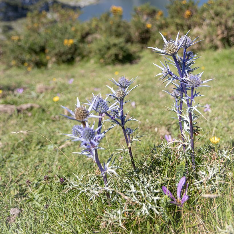 Eryngium bourgatii - Pyrenäen-Mannstreu (Hafen)