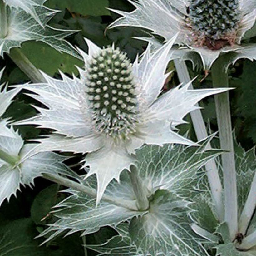 Eryngium giganteum - Elfenbeindistel (Blüte)