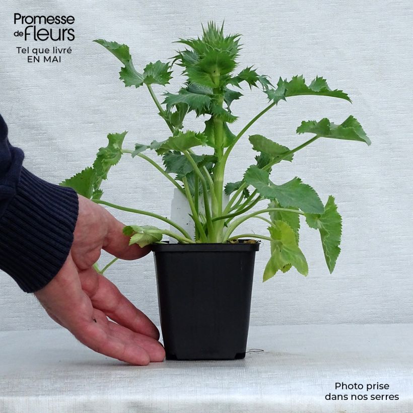 Exemplar von Eryngium giganteum - Elfenbeindistel Kleine Töpfe von 8/9 cm wie im Frühjahr geliefert