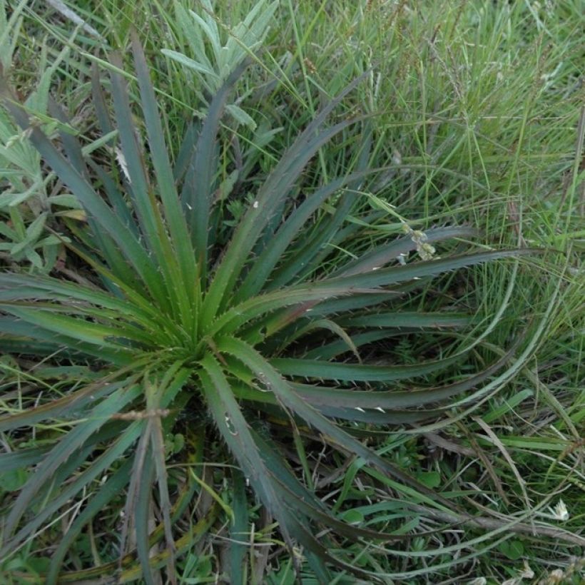 Eryngium horridum - Mannstreu (Hafen)