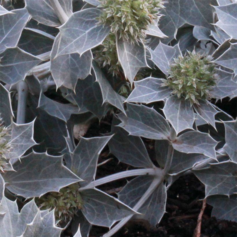 Eryngium maritimum - Strand-Mannstreu (Laub)