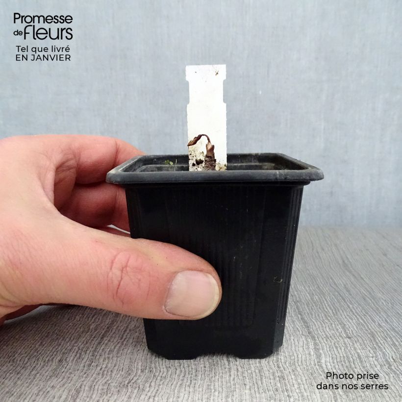 Exemplar von Eryngium maritimum - Strand-Mannstreu Kleine Töpfe von 8/9 cm wie im Winter geliefert