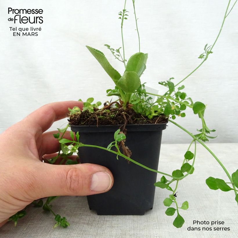 Exemplar von Eryngium planum Blauer Zwerg - Flachblättrige Mannstreu Kleine Töpfe von 8/9 cm wie im Frühjahr geliefert