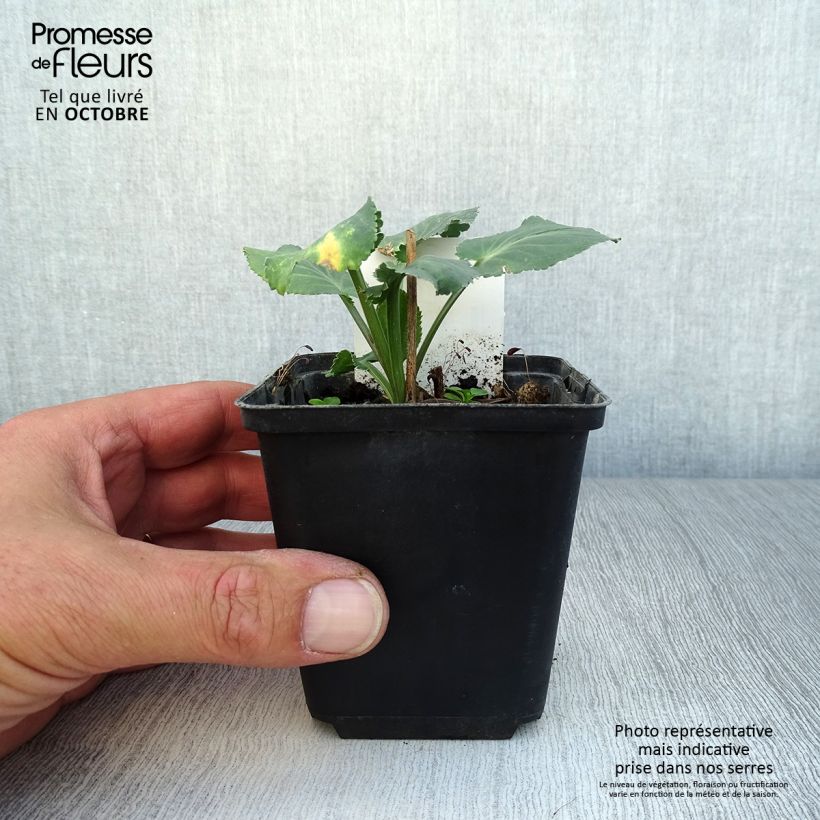 Exemplar von Eryngium planum Blauer Zwerg - Flachblättrige Mannstreu Kleine Töpfe von 8/9 cm wie im Herbst geliefert