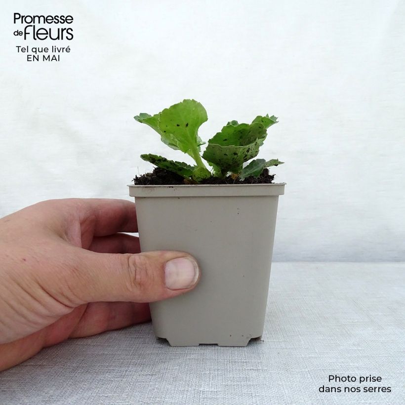 Exemplar von Eryngium planum Blue Hobbit - Flachblättrige Mannstreu Kleine Töpfe von 8/9 cm wie im Frühjahr geliefert