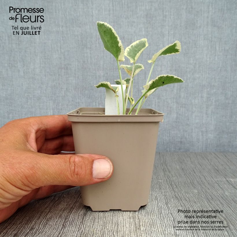 Exemplar von Eryngium planum Jade Frost - Flachblättrige Mannstreu Kleine Töpfe von 8/9 cm wie im Sommer geliefert