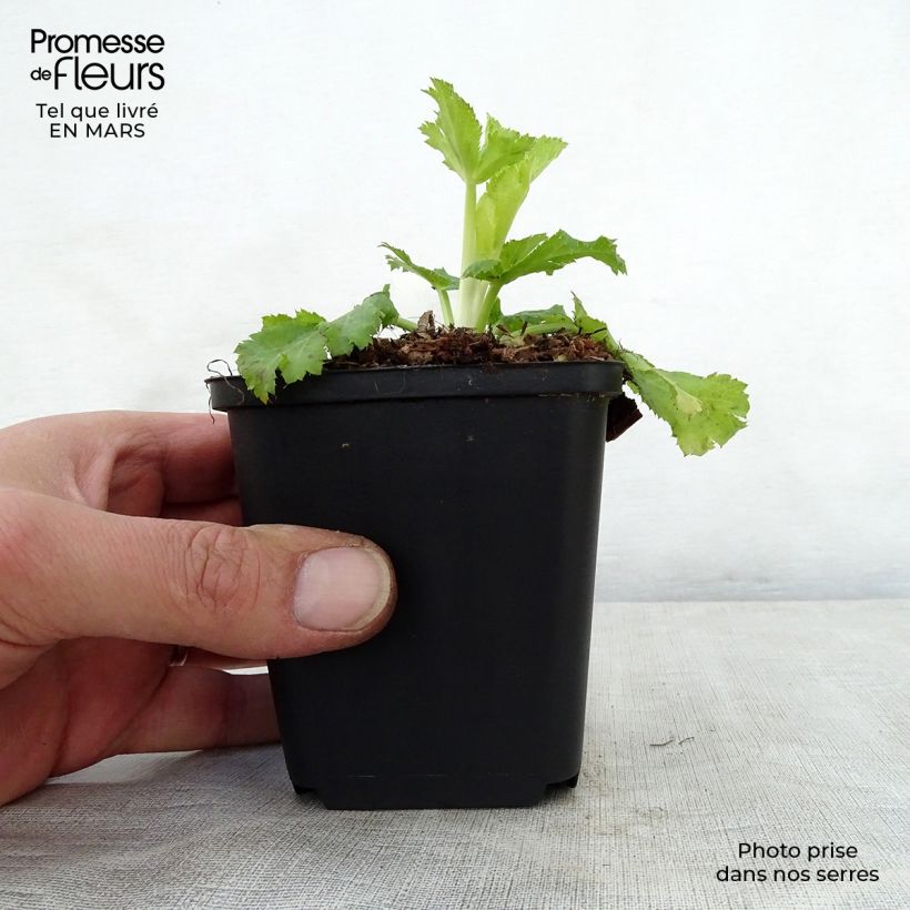 Exemplar von Eryngium planum Neptune's Gold - Flachblättrige Mannstreu Kleine Töpfe von 8/9 cm wie im Frühjahr geliefert