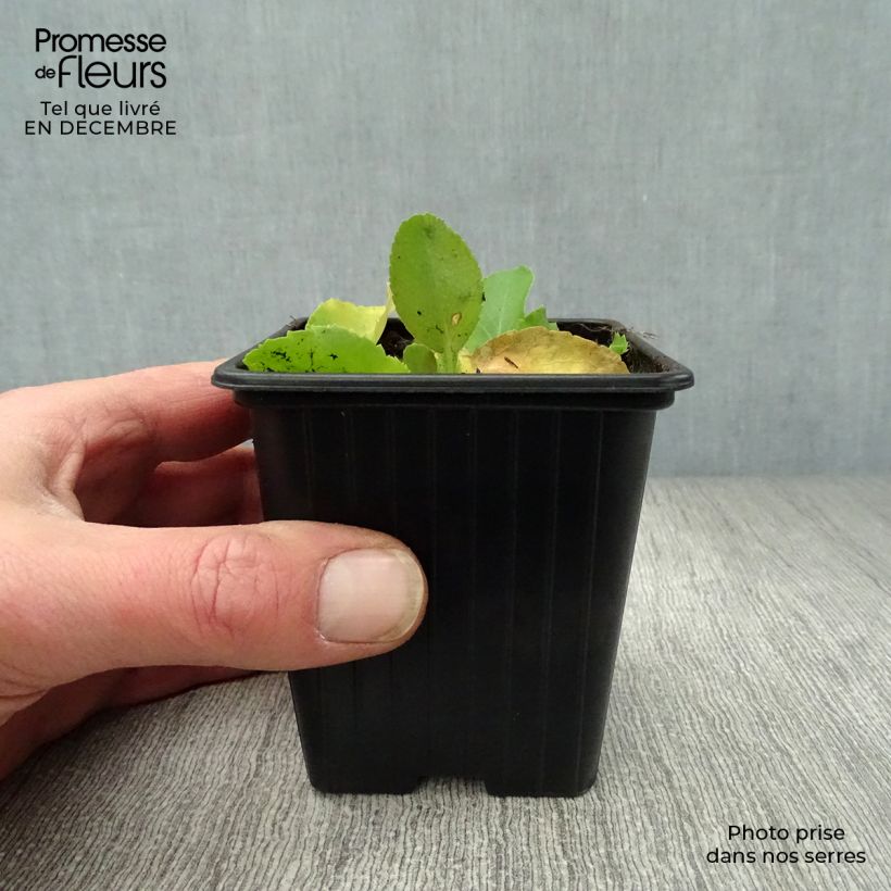 Exemplar von Eryngium planum Neptune's Gold - Flachblättrige Mannstreu Kleine Töpfe von 8/9 cm wie im Winter geliefert