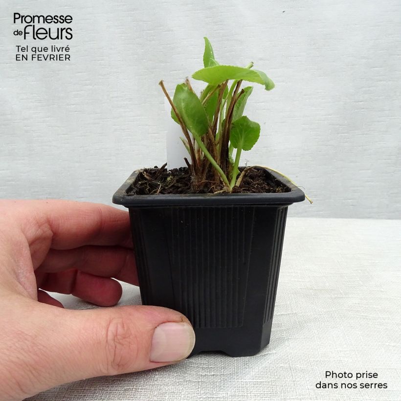 Exemplar von Eryngium planum - Flachblättrige Mannstreu Kleine Töpfe von 7/8 cm wie im Winter geliefert