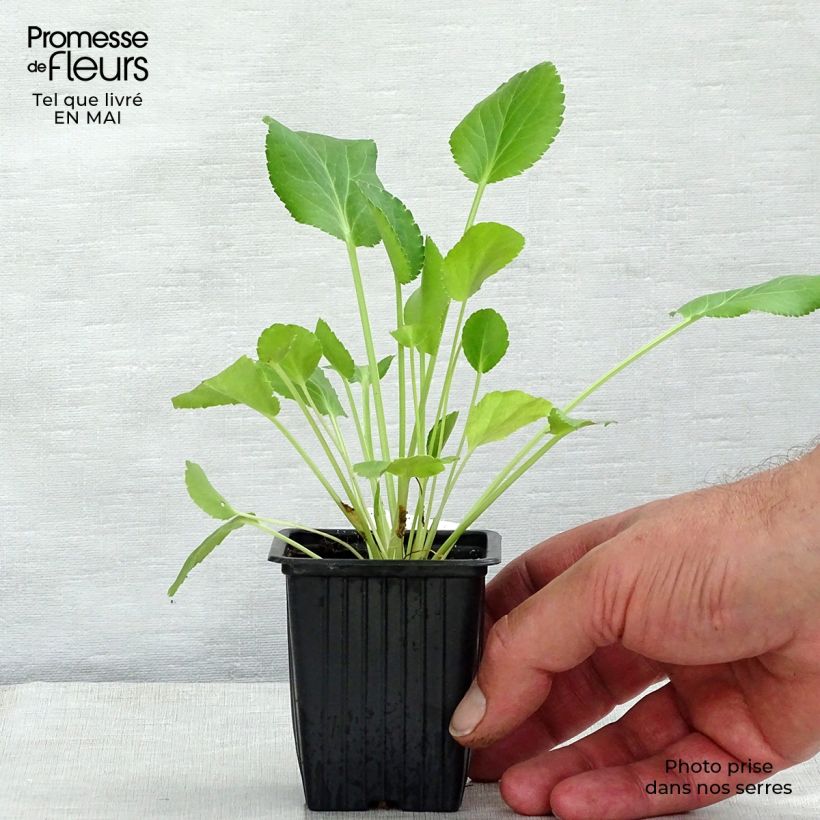 Exemplar von Eryngium planum - Flachblättrige Mannstreu Kleine Töpfe von 7/8 cm wie im Frühjahr geliefert