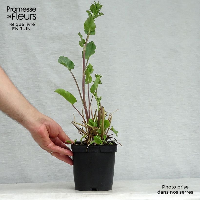 Exemplar von Eryngium planum - Flachblättrige Mannstreu Topf mit 2L/3L wie im Sommer geliefert