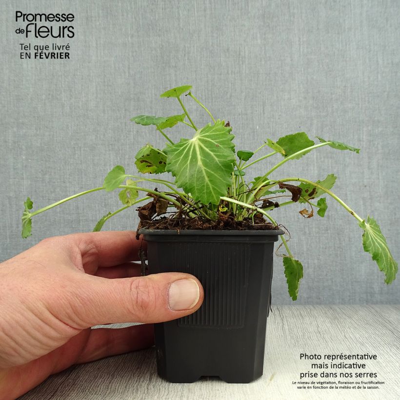 Exemplar von Eryngium variifolium - Atlas-Mannstreu Kleine Töpfe von 8/9 cm wie im Winter geliefert