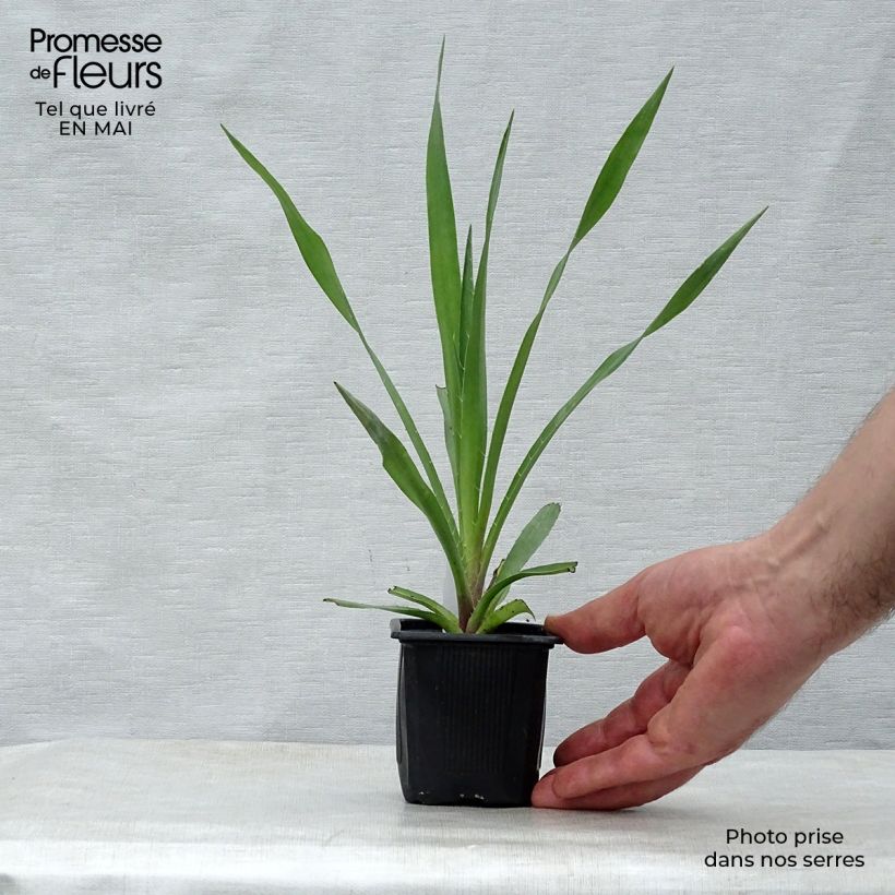 Exemplar von Eryngium yuccifolium - Palmlilien-Mannstreu Kleine Töpfe von 8/9 cm wie im Frühjahr geliefert